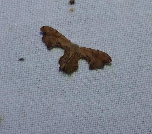 Epiplema dryopterata