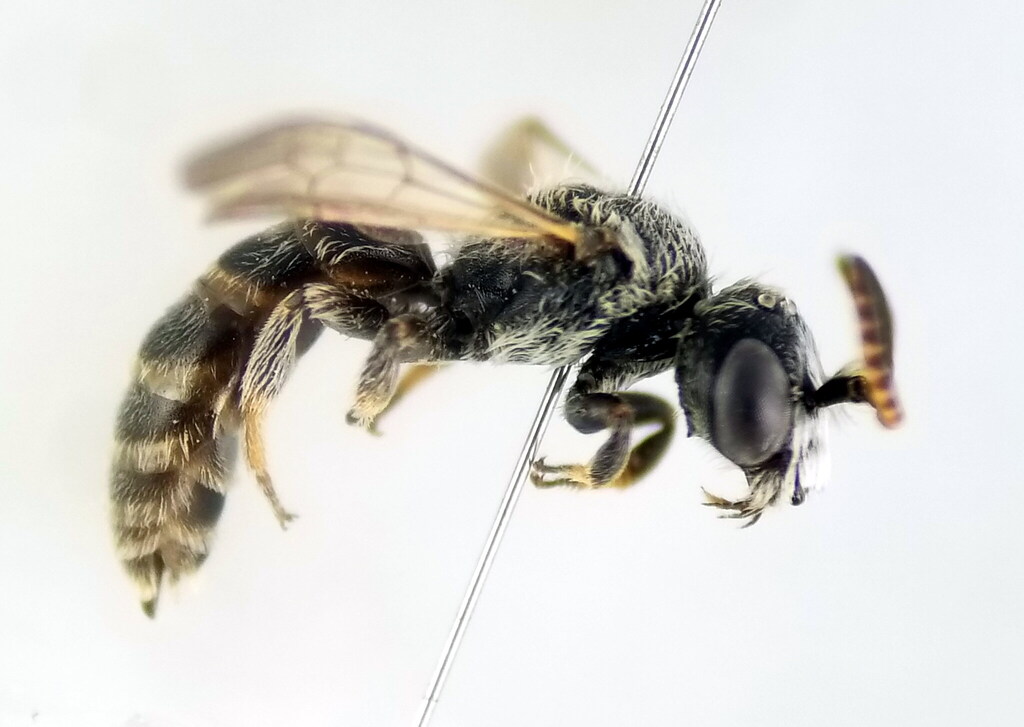 Dufourea gaullei