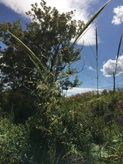 Zizania aquatica aquatica