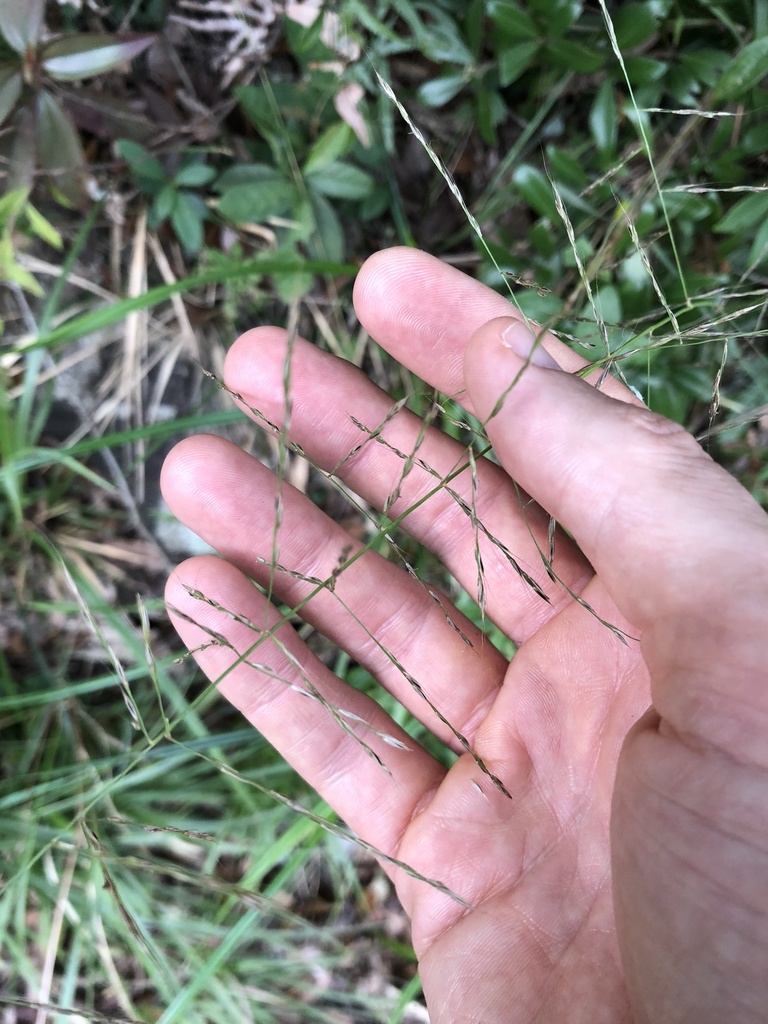 Garnotia patula (Garnotia patula)