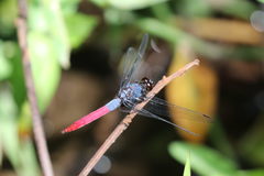 Orthetrum schneideri