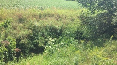 Zizania aquatica aquatica