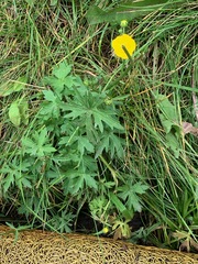 Ranunculus occidentalis brevistylis