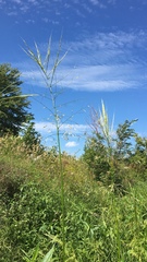 Zizania aquatica aquatica