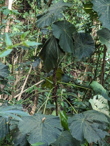 Macaranga mappa, photograph 6