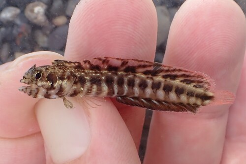 Reefsand blenny (Ekemblemaria myersi) — Chaenopsidae