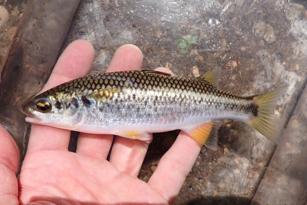 Mountain Mullet