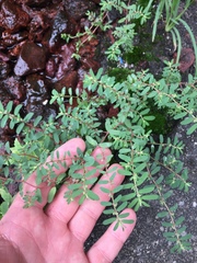 Euphorbia maculata