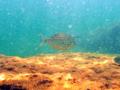Blackspot Porgy photo 1