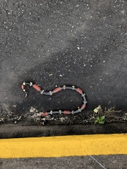 Micrurus surinamensis