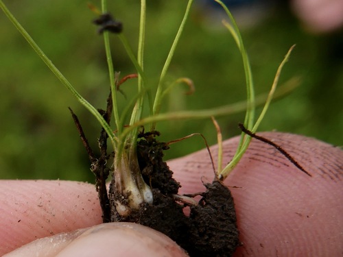 Image of Isoetes orcuttii by (c) paulexcoff, some rights reserved (CC BY-SA)