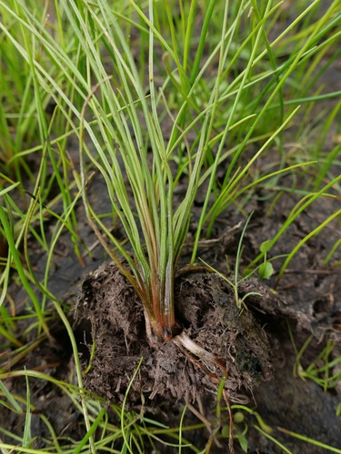 Howell's quillwort (Isoetes howellii)