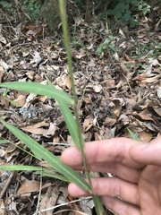 Capillipedium parviflorum