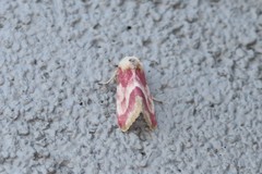 Schinia regina