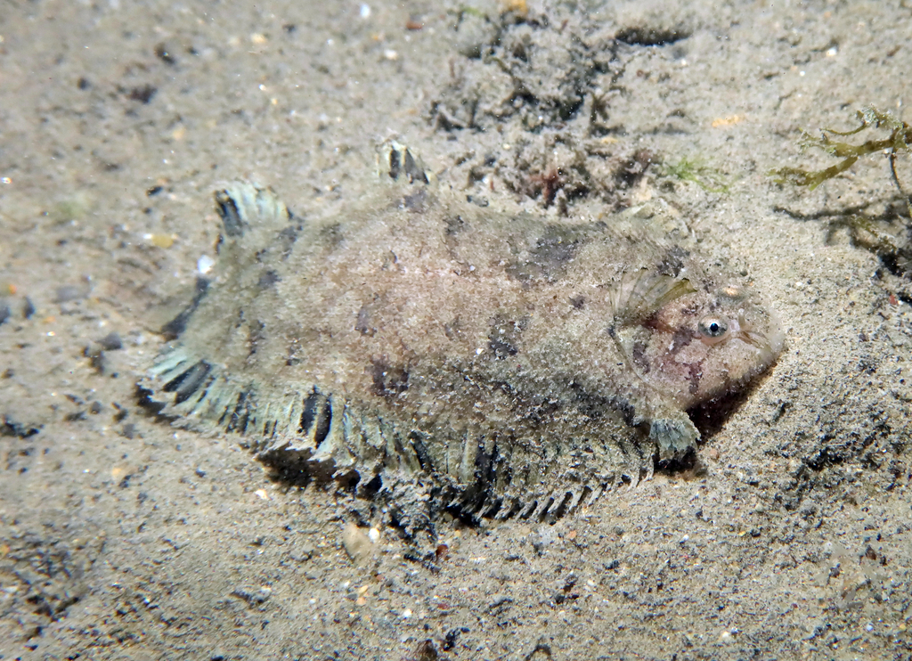 Whiskered sole (Monochirus hispidus) — Soleidae