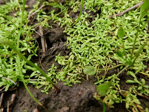 Winged water-starwort (Callitriche marginata)