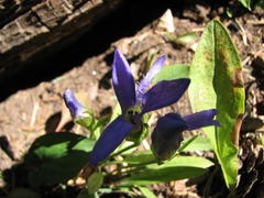Gentianopsis barbellata