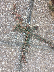 Euphorbia maculata