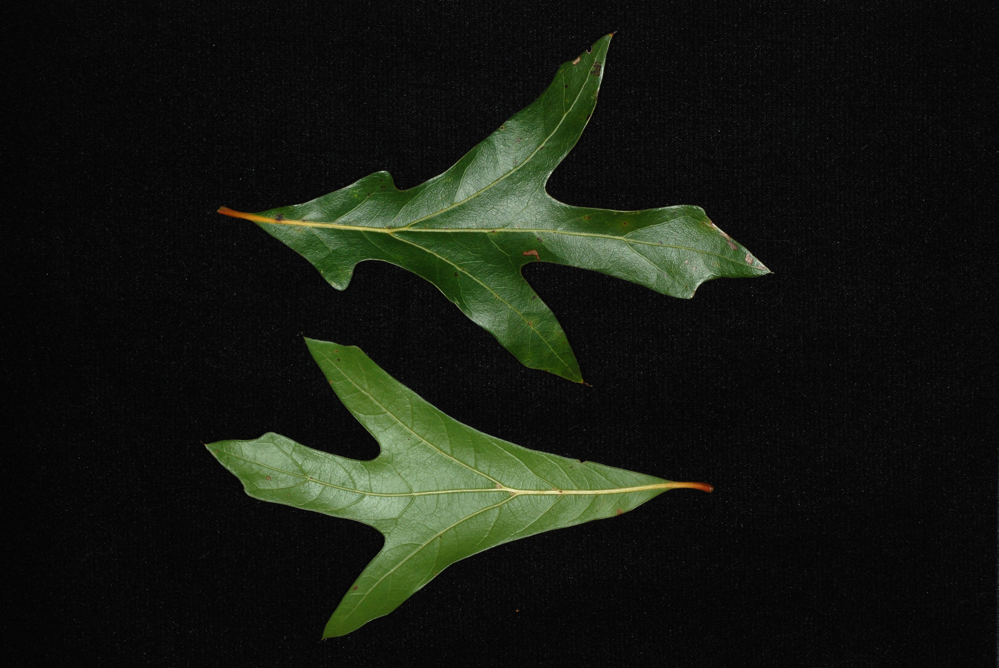 Quercus X walteriana