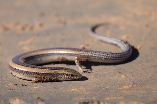 Morocco Cylindrical Skink