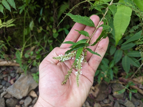 Image of Buddleja asiatica by (c) Alexander Wentworth, some rights reserved (CC BY)