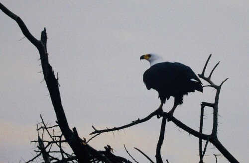 African Fish-Eagle