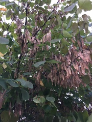 Cercis canadensis