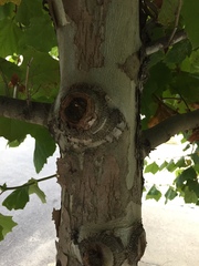 Platanus occidentalis