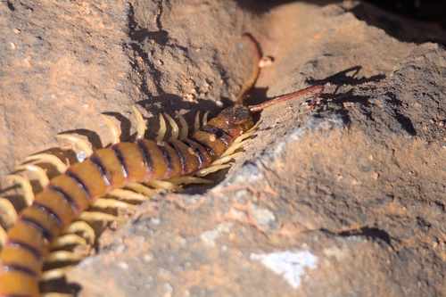 Scolopendra valida