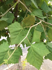 Platanus occidentalis