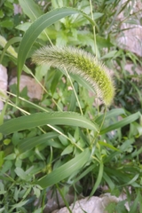 Setaria viridis major