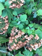 Hydrangea quercifolia