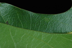 Quercus x walteriana