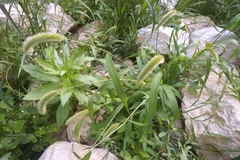 Setaria viridis major