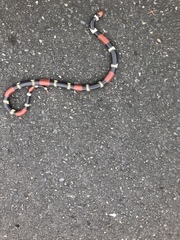 Micrurus surinamensis