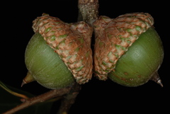 Quercus x walteriana