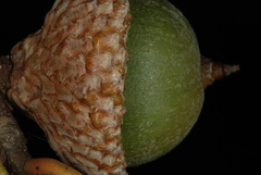 Quercus x walteriana