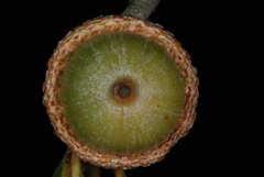 Quercus x walteriana