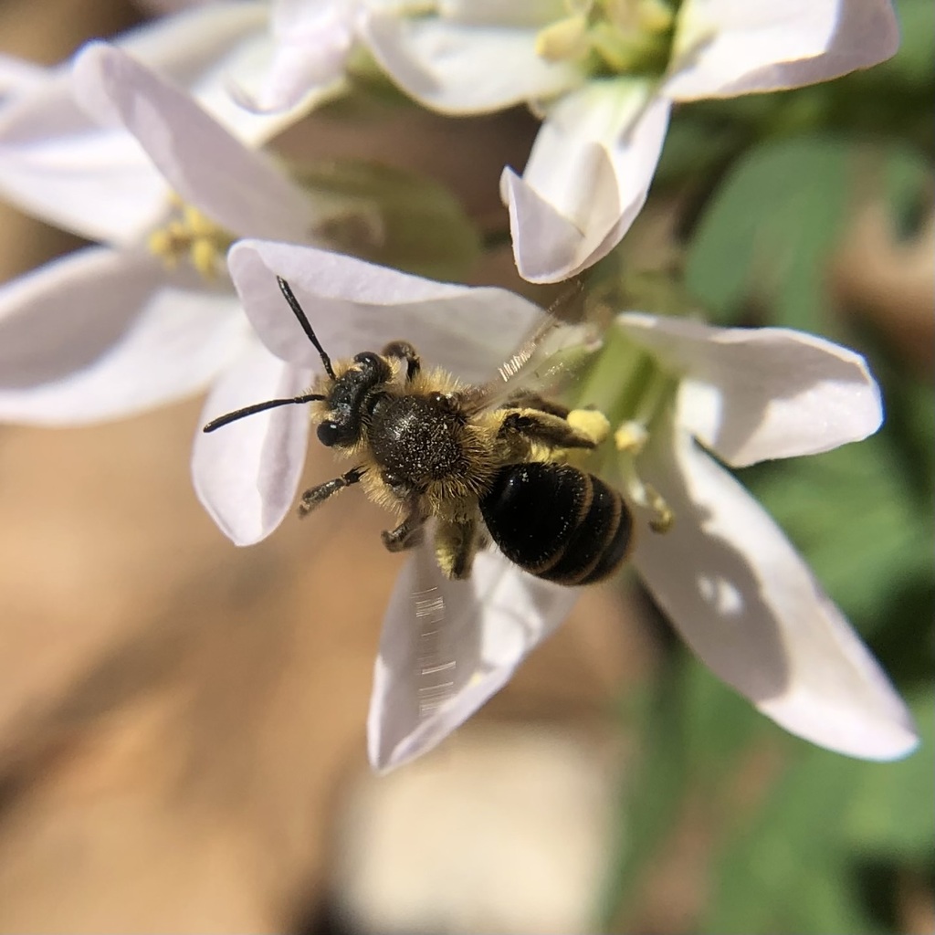 Mustard Miner Bee