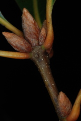 Quercus x walteriana