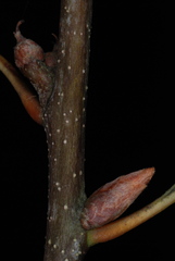 Quercus x walteriana