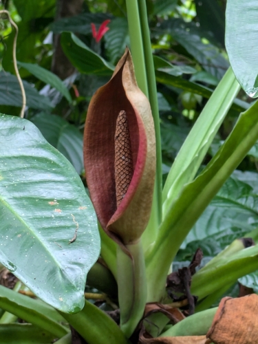 Syngonium auritum