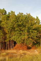 Quercus x walteriana