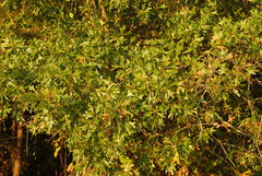 Quercus x walteriana