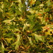 Quercus x walteriana - Photo 由 Douglas Goldman 所上傳的 (c) Douglas Goldman，保留部份權利CC BY