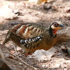Arborophila brunneopectus