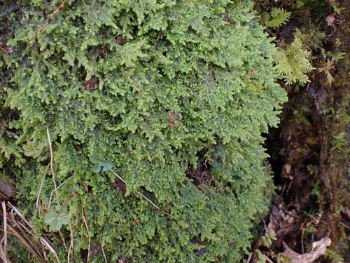 Image of Radula voluta by (c) Henry Miller, some rights reserved (CC BY)