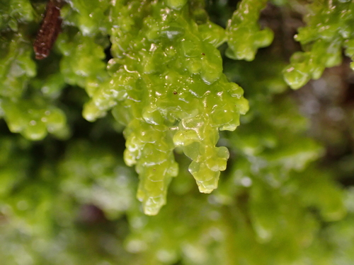 Pale Scalewort (Radula voluta)
