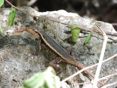 Yellow-Spotted Spiny Lizard photo 4