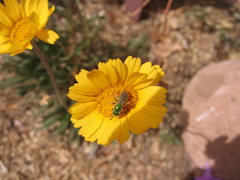 Agapostemon angelicus